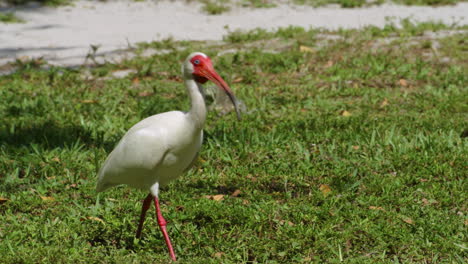 ibis blanco estadounidense en key biscayne, florida, estados unidos