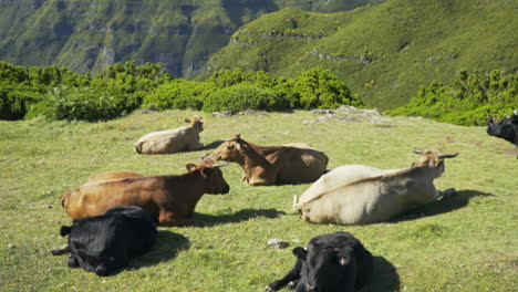 Panning-up-from-cows-in-small-pasture-to-beautiful-mountains-in-background