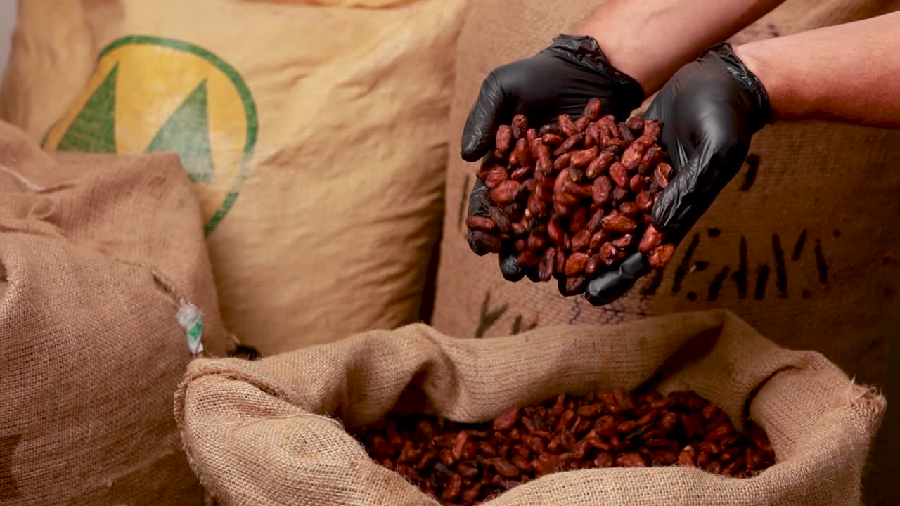 transformación de los granos de cacao