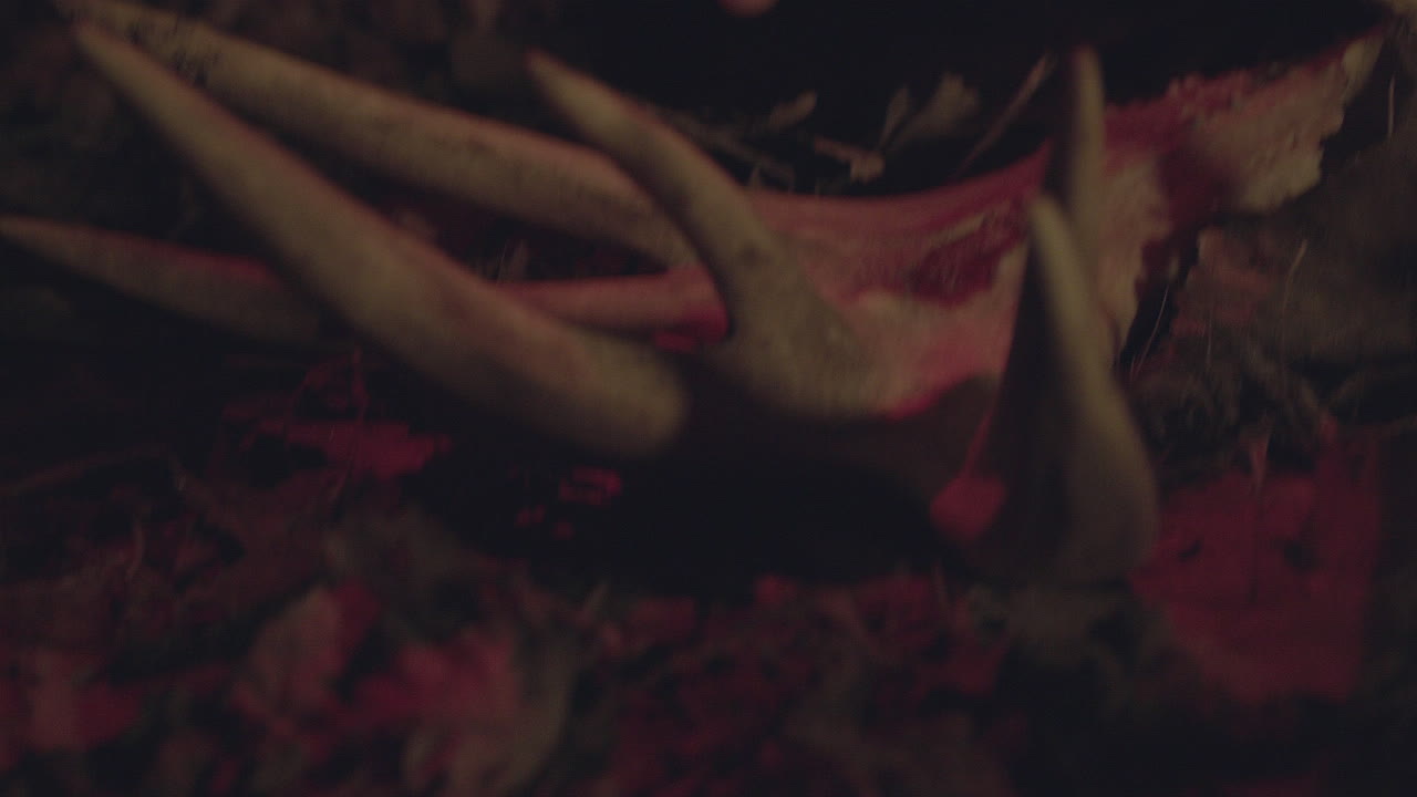 cazador encuentra cráneo de gran ciervo en el bosque por la noche y examina las astas