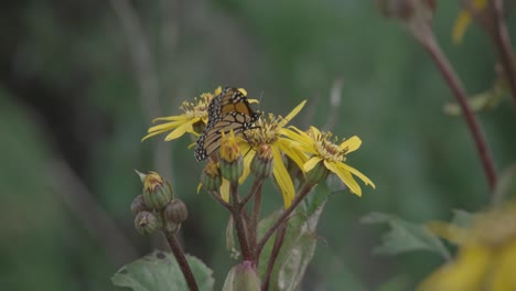 Una-Gran-Mariposa-Monarca-Está-Sentada-Sobre-Una-Flor-Amarilla