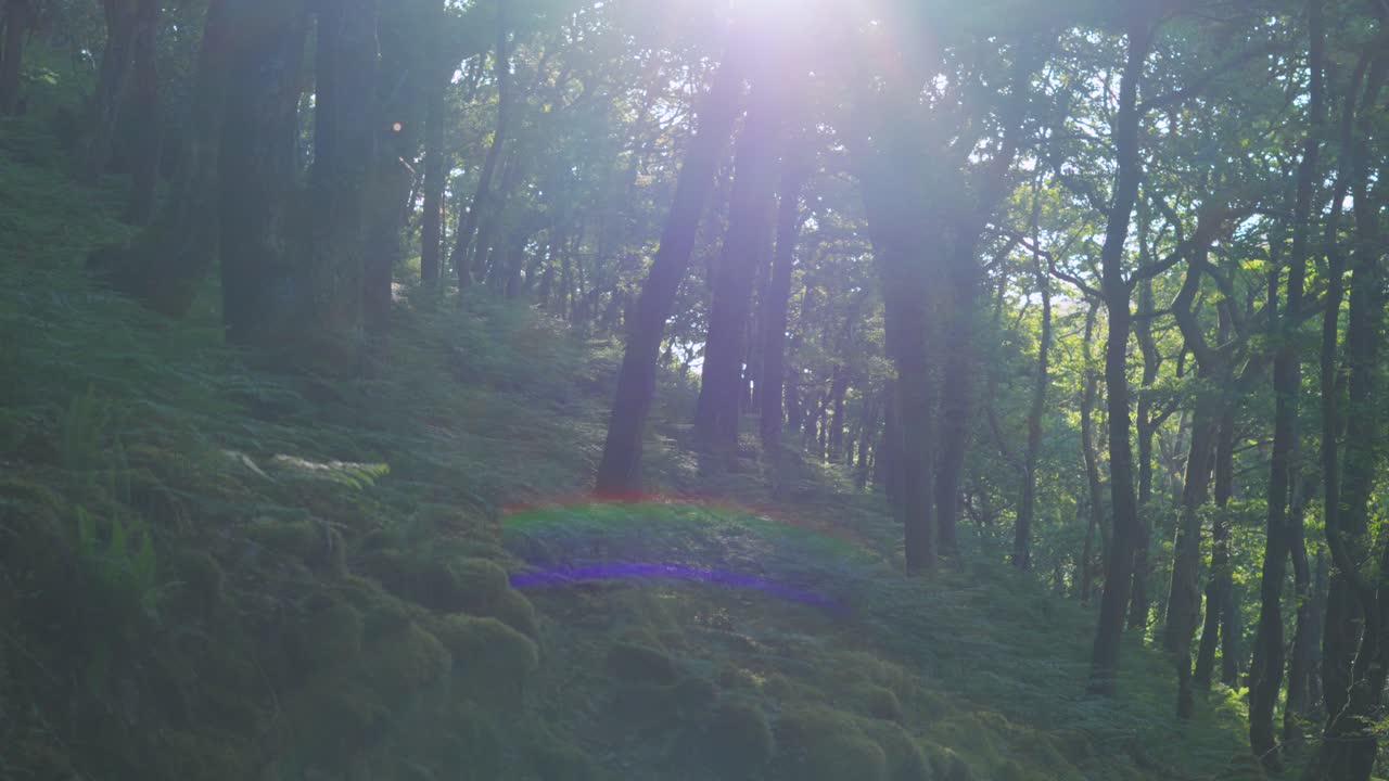 Slow Pan Across Dense Forest Woodland with Bright Early Morning Sun Flare. Mossy Rocks and Ferns on Ground. Filmed on Exmoor Devon in United Kingdom.
