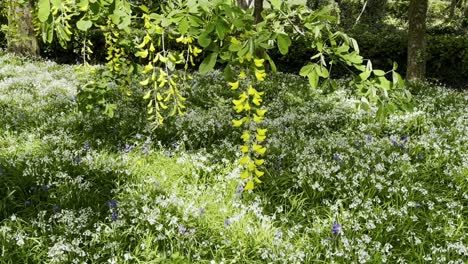 Blossom-Bluebells-and-wild-garlic-springtime-in-Waterford-Irelands-natures-beauty