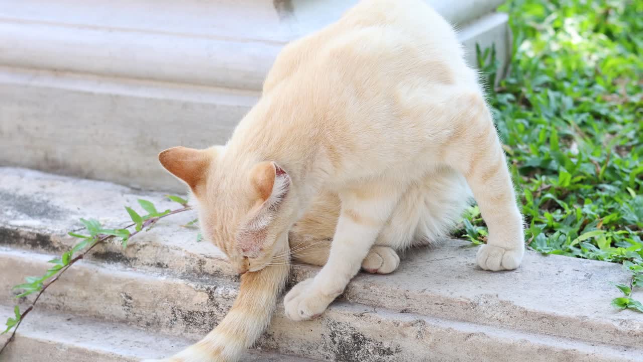 A cat licks and cleans its fur on steps