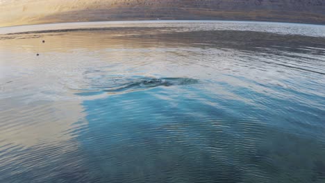 Curious-common-seal-swims-above-sea-water-in-Westfjords,-Iceland,-pan-right,-day