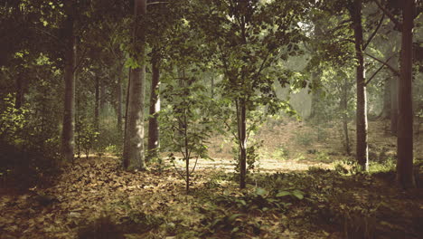 paisaje forestal sereno con la luz del sol filtrando a través de árboles exuberantes