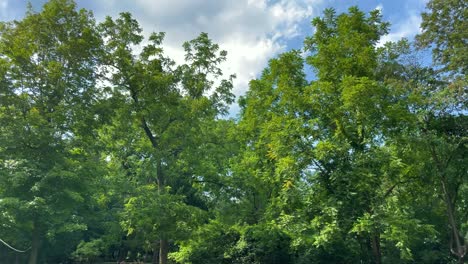 Stone-wall,-through-beautiful,-wooded-yard,-tilt-up-to-sky-with-clouds