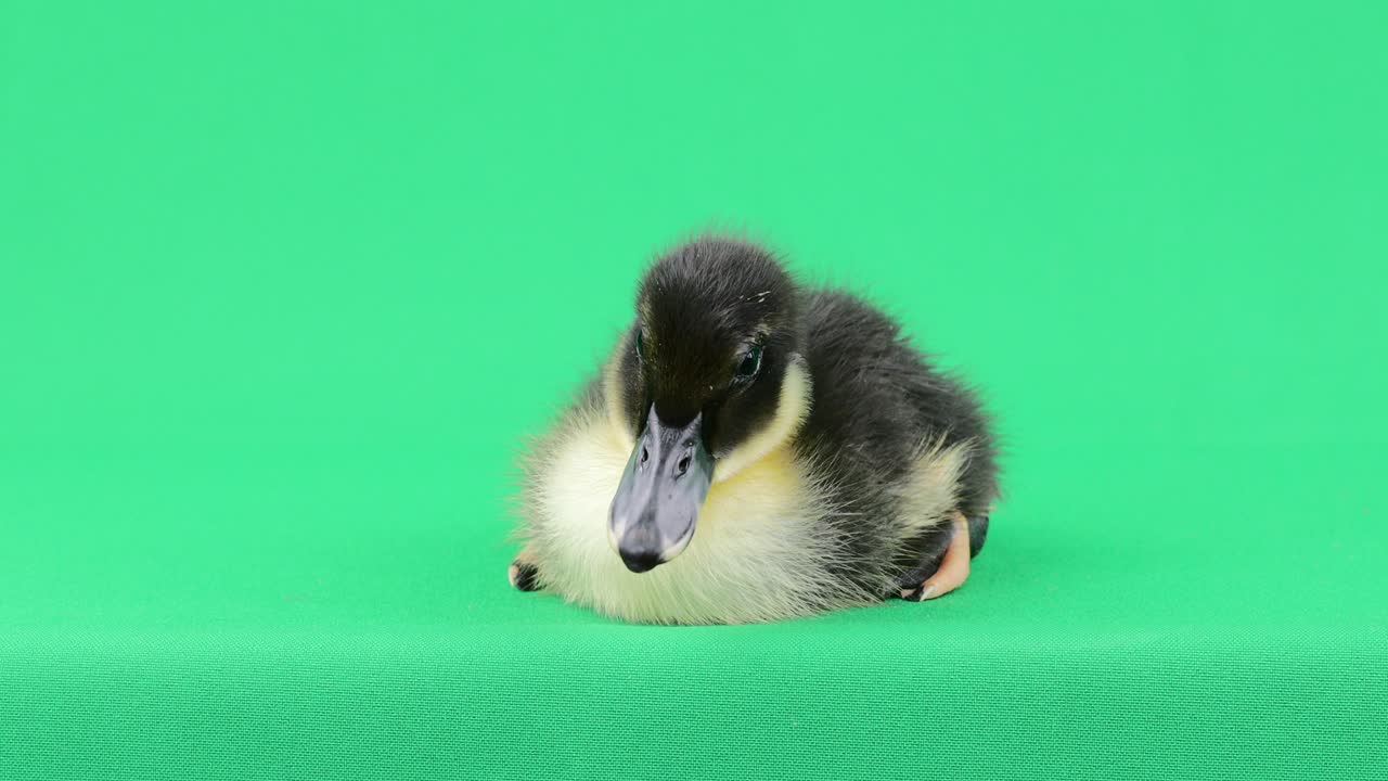 아름다운 검은색과 노란색의 아기 오리들이 초록색 배경에 누워 있습니다.