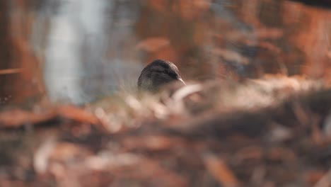 Weibliche-Stockente,-Die-Im-Teich-Paddelt