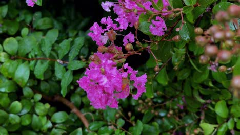 vibrant pink flowers bloom on a lush green bush, creating a lively and natural scene