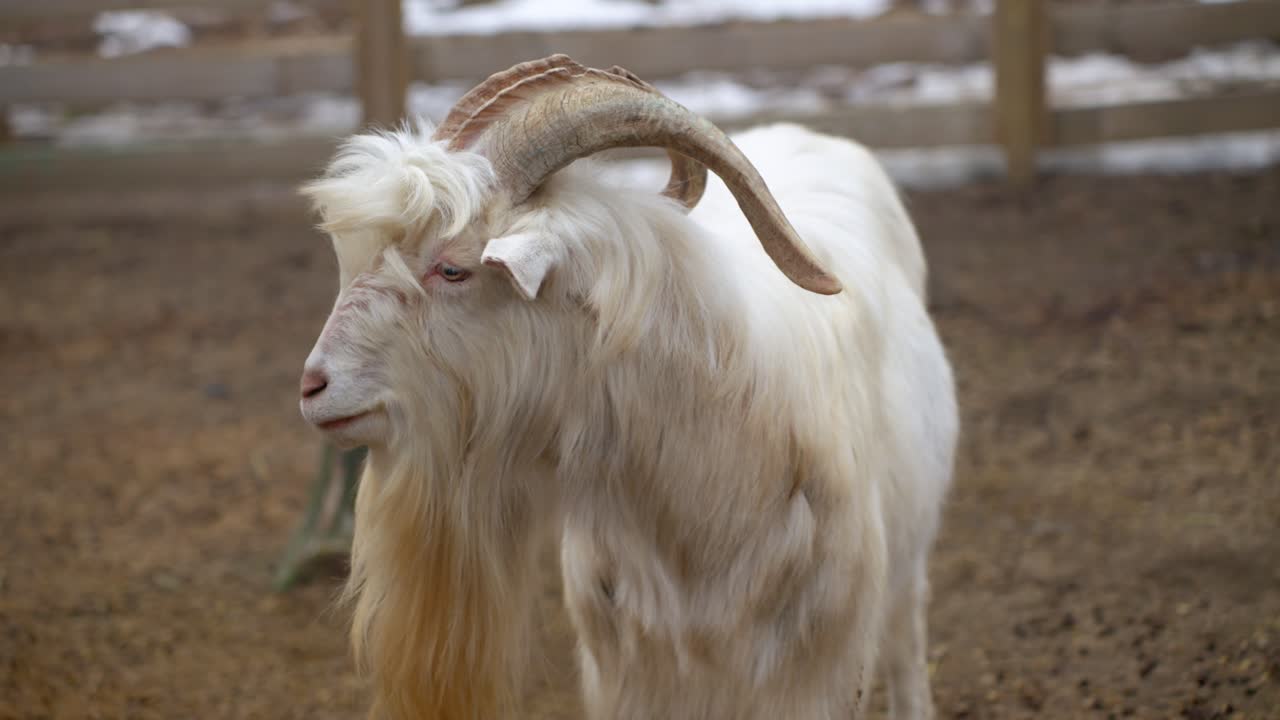 A Male Great Orme Kashmiri Goat At Rabbit's Forest Petting Zoo In PyeongChang-gun, Gangwon Province, South Korea. Close-up Shot