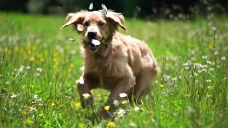 a joyful golden retriever prowls through a vibrant meadow, chasing butterflies and enjoying the beauty of nature in a playful display of canine enthusiasm