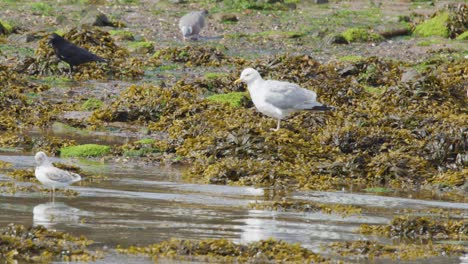 seagulls and other shorebirds search for food among wet kelp and rocks on a sunlit coastal shoreline, captured in steady, natural daylight