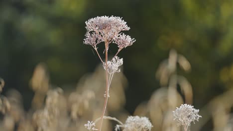 hoarfrost covers dry fragile weed