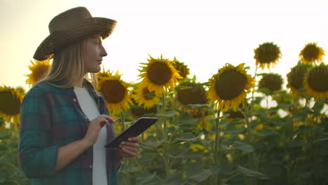 Una-Chica-Con-Sombrero-De-Paja-Camina-Por-Un-Campo-Con-Grandes-Girasoles-Y-Escribe-Información-Al-Respecto-En-Su-Tableta-Electrónica-En-Una-Noche-De-Verano.