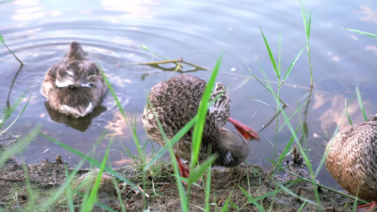 Duck scratches and bites between legs while another swims away to drink