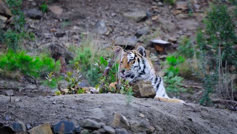 Toma-Estática-De-Un-Tigre-Acostado-Y-Jadeando-Y-Luego-Bostezando