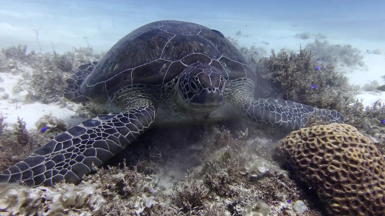 Underwater frontal view of green sea turtle Chelonia mydas eating algae from the seabed in tropical waters