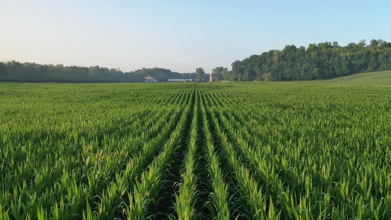 Green Cornfield Landscape