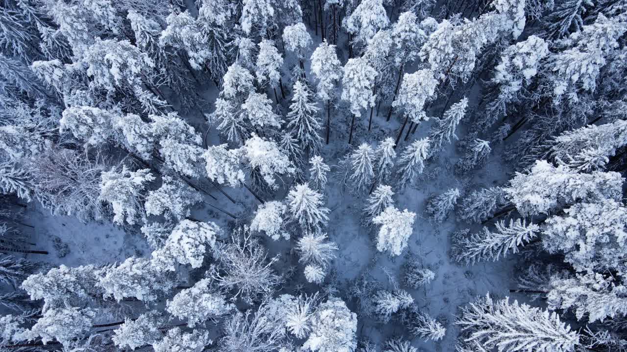 Droneoptagelse af sneklædt vinterlandskab