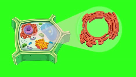 animation illustrating plant cell structure, highlighting endoplasmic reticulum against a vibrant green background