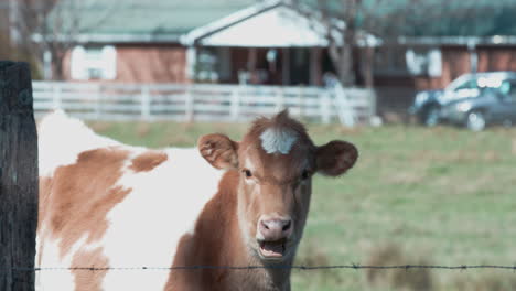 brown cow in yard chewing