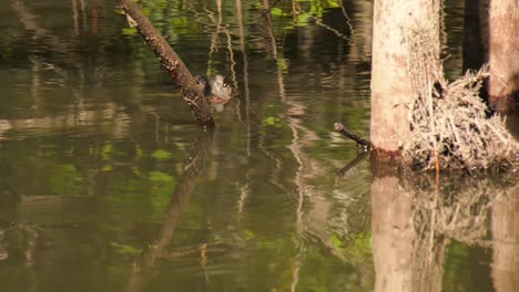 Spannungsaufnahme-Eines-Alligators-Hinter-Einem-Ast,-Dann-Kommt-Sein-Kopf-Zum-Vorschein