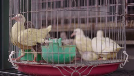 pigeons in a cage