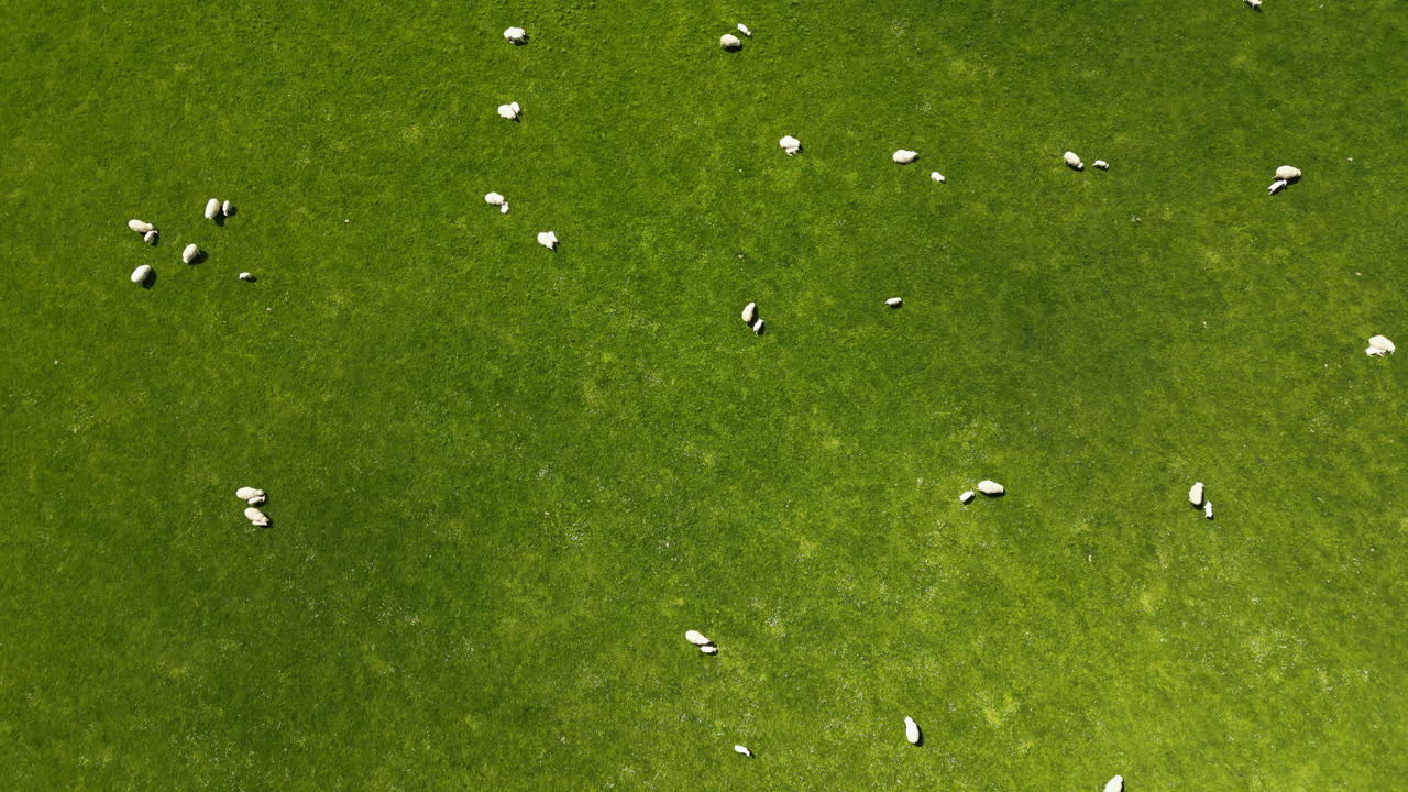 녹색 필드, 고어, 뉴질랜드에서 방목 하는 양의 공중 하향식 보기