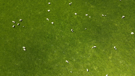 aerial top down view of sheep grazing on green fields, gore, new zealand