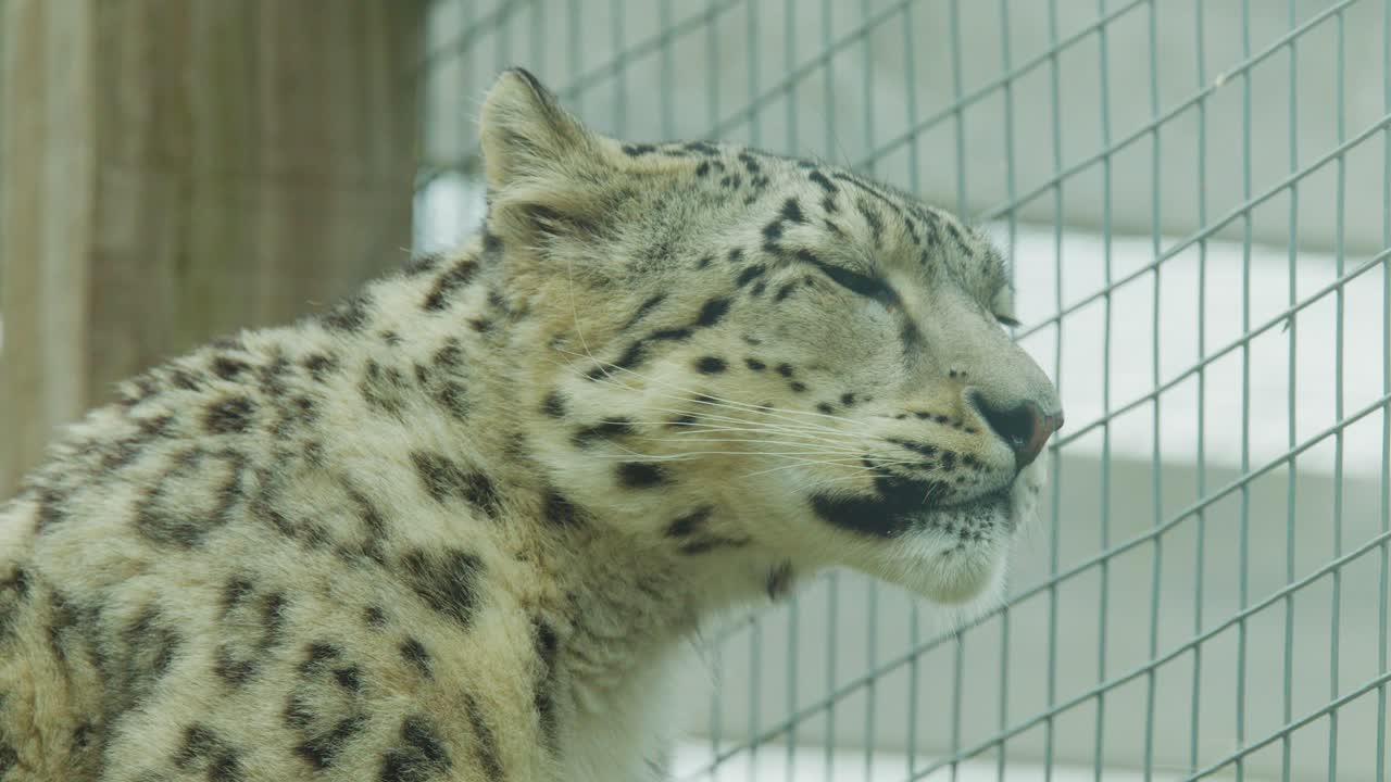 Snow leopard stands alert in fenced enclosure, shifting gaze under soft daylight, steady camera angle