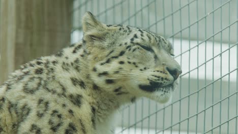 snow leopard stands alert in fenced enclosure, shifting gaze under soft daylight, steady camera angle