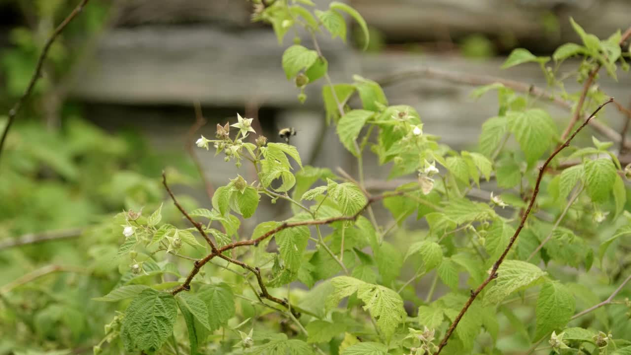 Bee flying around flowers and green leaves to pollinate