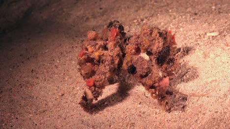 decorator crab walking over sand at night