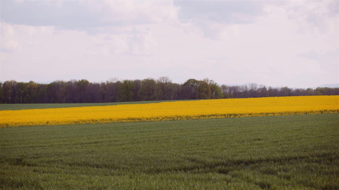 Blooming Rapeseed and Wheat in Rural Landscape