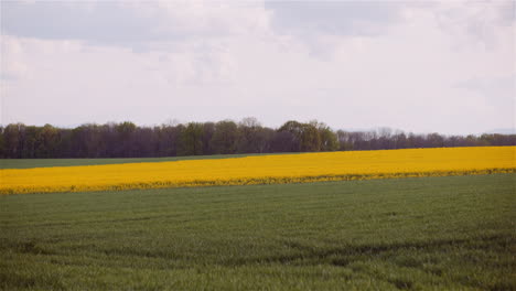 blooming rapeseed and wheat in rural landscape