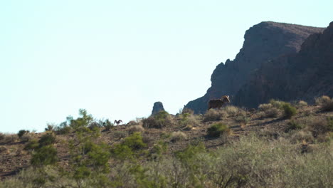 ovejas de cuernos grandes en el valle de fuego