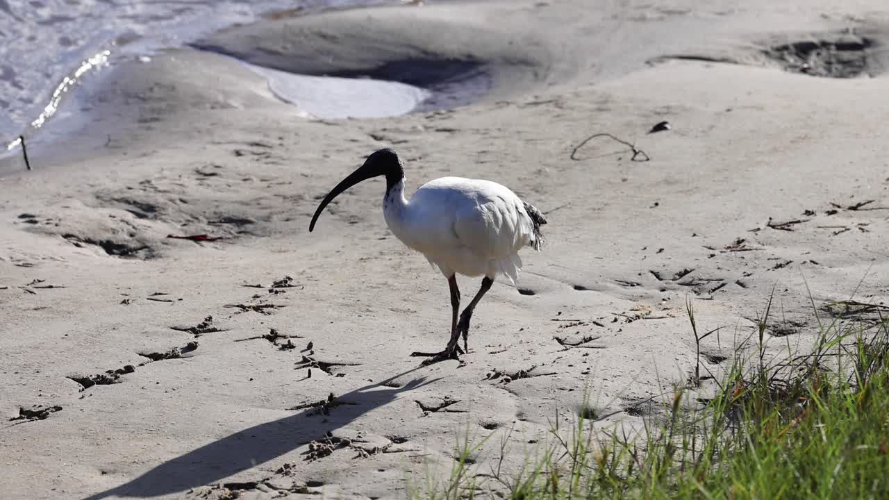 Ibis che cammina e vola su una spiaggia sabbiosa