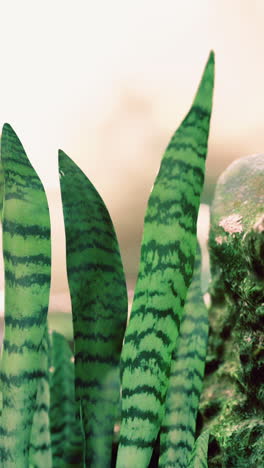 planta de serpiente en primer plano