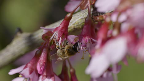 macro close up showing honey bee pollinating scented blossom of cherry tree during sunny day in spring