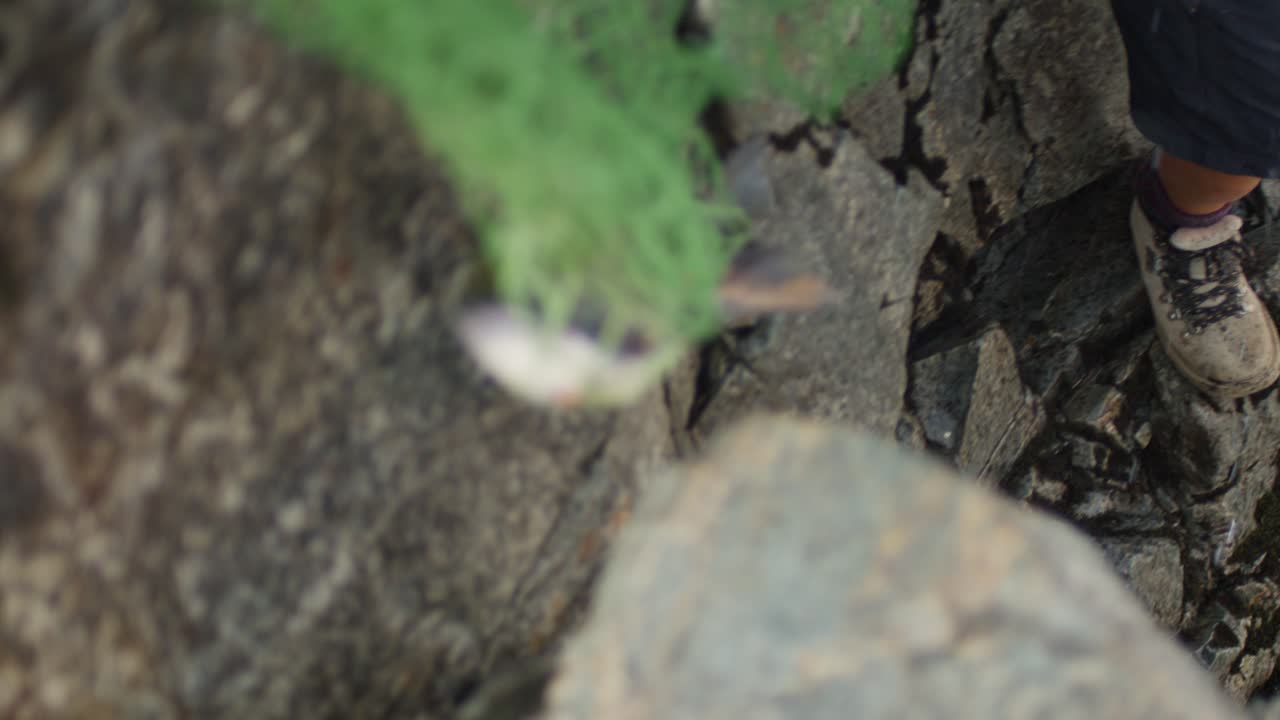 캐나다 브리티시 컬럼비아의 프레이저 강에서 원주민 원주민 어부가 잡은 코호 연어, 전통적인 딥 그물 낚시 기술을 사용하여