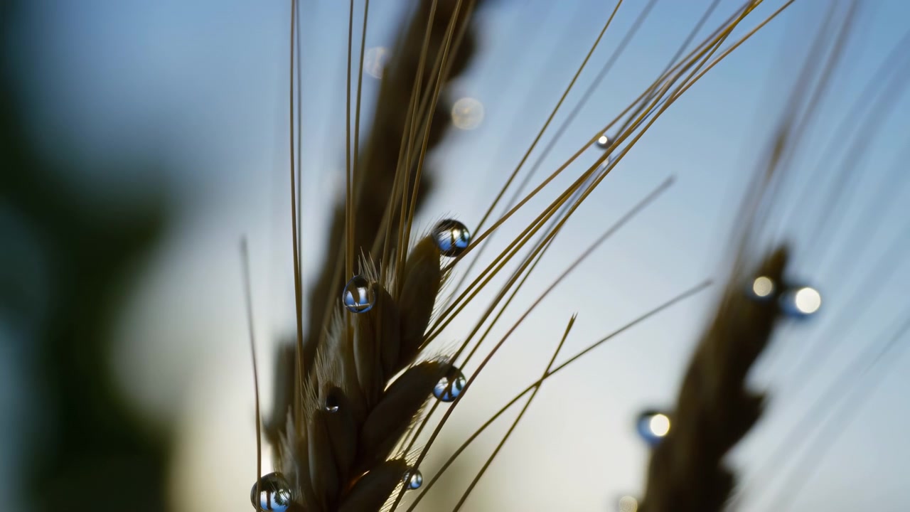 Composizione macro ravvicinata di spighe d'erba coperte di rugiada e steli di piante sottili contro un cielo luminoso, con goccioline lucide, sfondo sfocato, luce solare calda, contrasto arioso e un'atmosfera botanica serena.