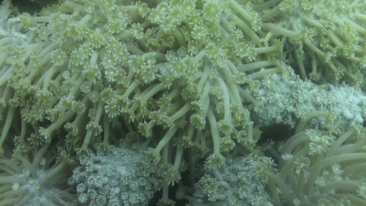 Coralli nella barriera corallina del Mar Rosso