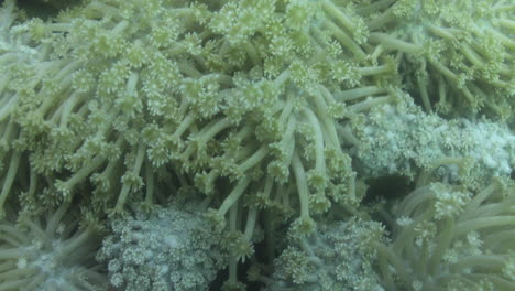 corals in the reef of the red sea