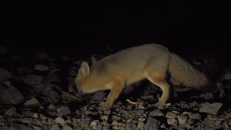 Zorro-Del-Desierto-Come-Durante-La-Noche-Del-Anochecer,-Valle-De-La-Muerte,-Parque-Nacional,-Estados-Unidos