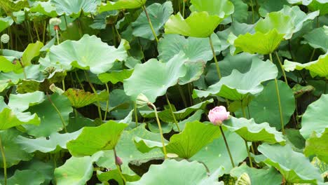 nature elegant pink lotus in taiwan taipei botanic garden