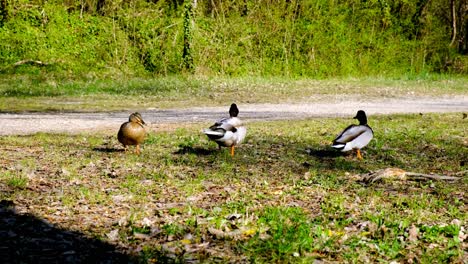 Two-male-ducks,-mallards-competing-to-mate-with-a-female,-wildlife-rivalry,-springtime,-4k-UHD-handeheld