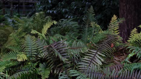 dense green ferns and plants in a rural english countryside garden with a bird in the undergrowth searching for food