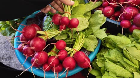 red radishes at a farmers market