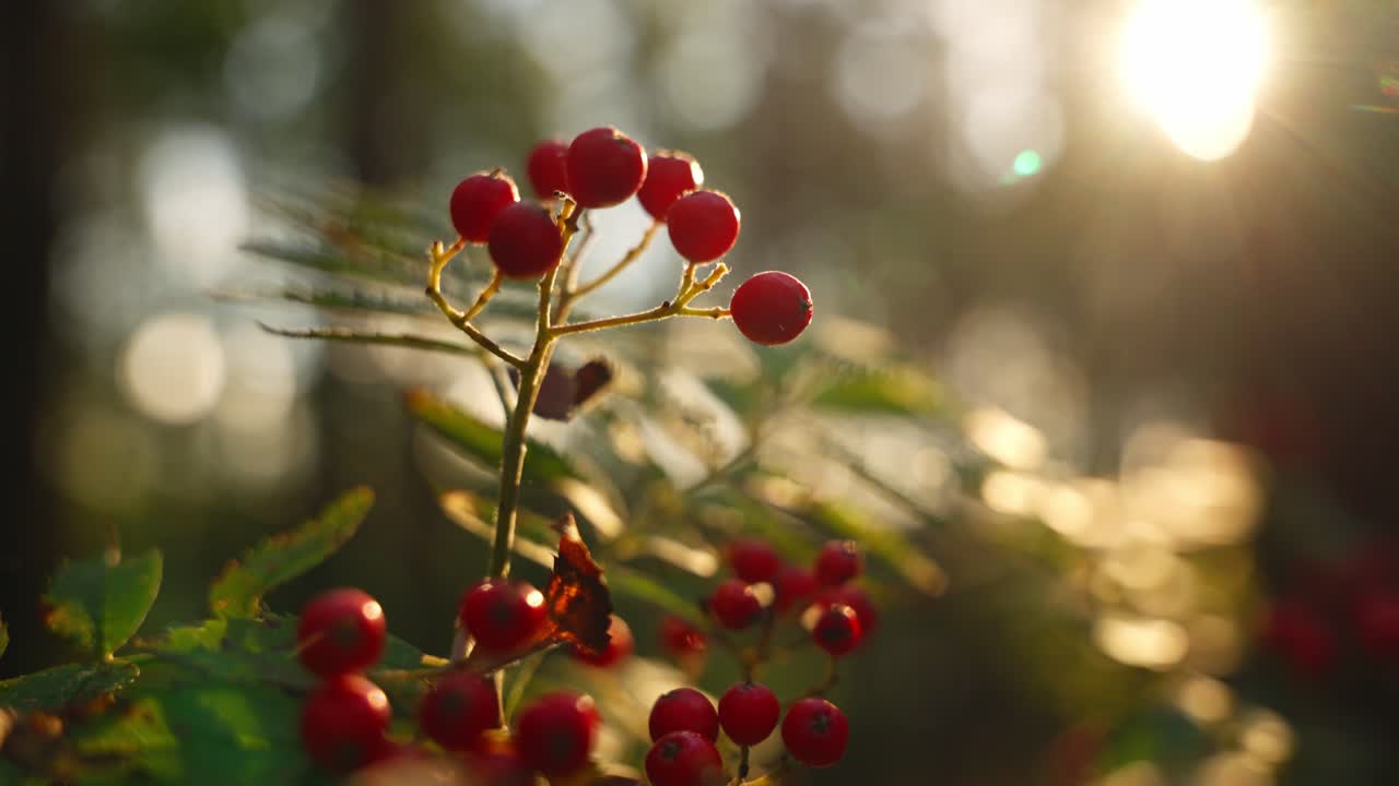 Sunlit rowan berries capture nature's beauty in a tranquil outdoor setting
